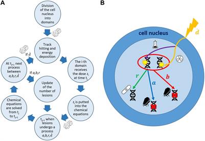 Across the stages: a multiscale extension of the generalized stochastic microdosimetric model (MS-GSM2) to include the ultra-high dose rate